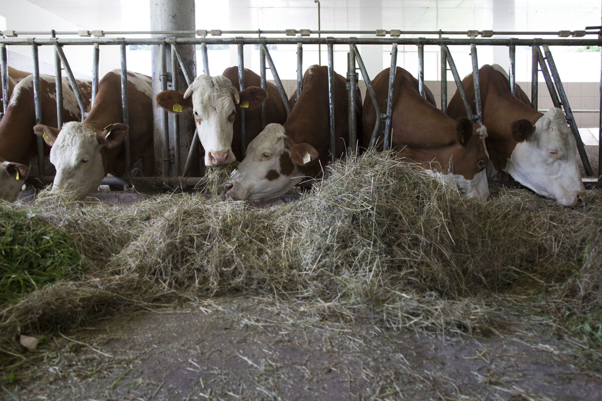 Dairy farmers in the Bavarian mountains