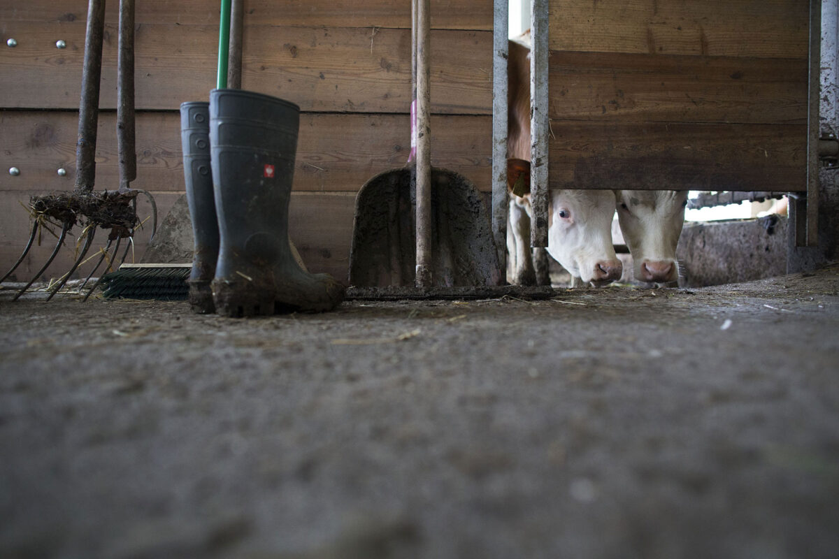 Dairy farmers in the Bavarian mountains