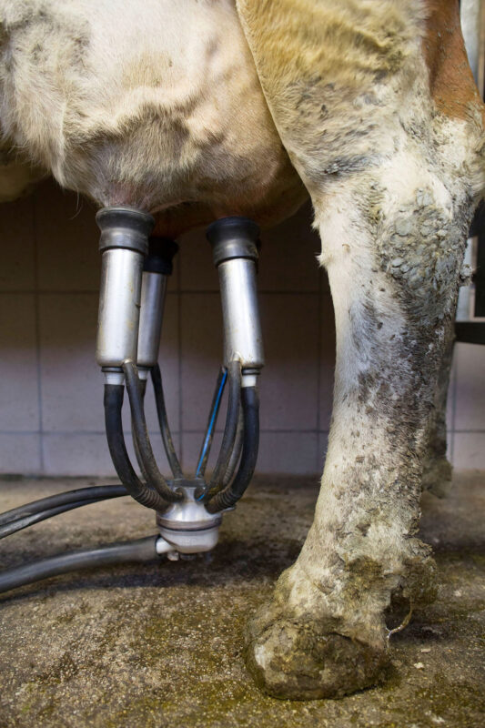 Dairy farmers in the Bavarian mountains