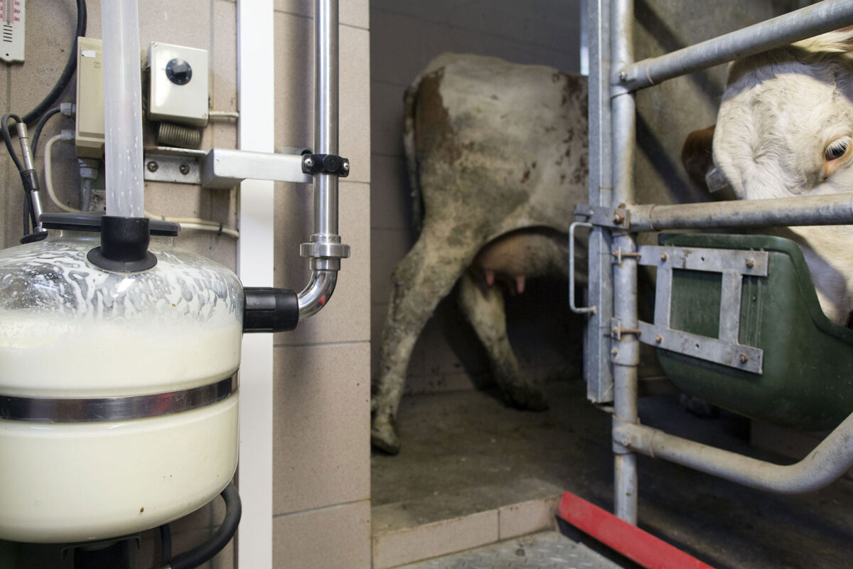 Dairy farmers in the Bavarian mountains