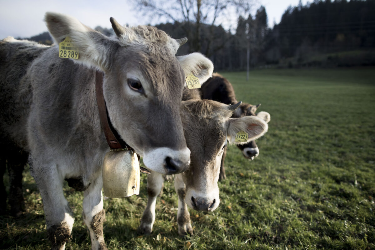 The blacksmith of cowbells