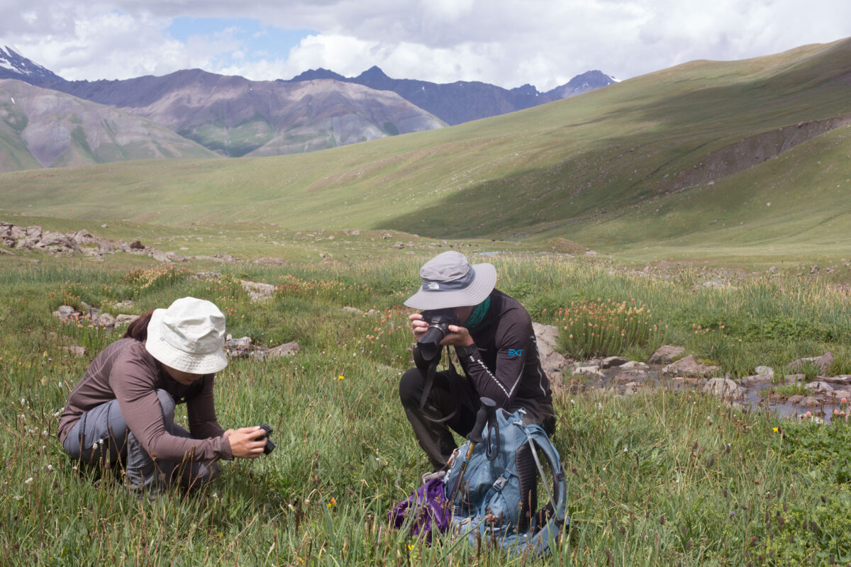 In the territory of the last snow leopards