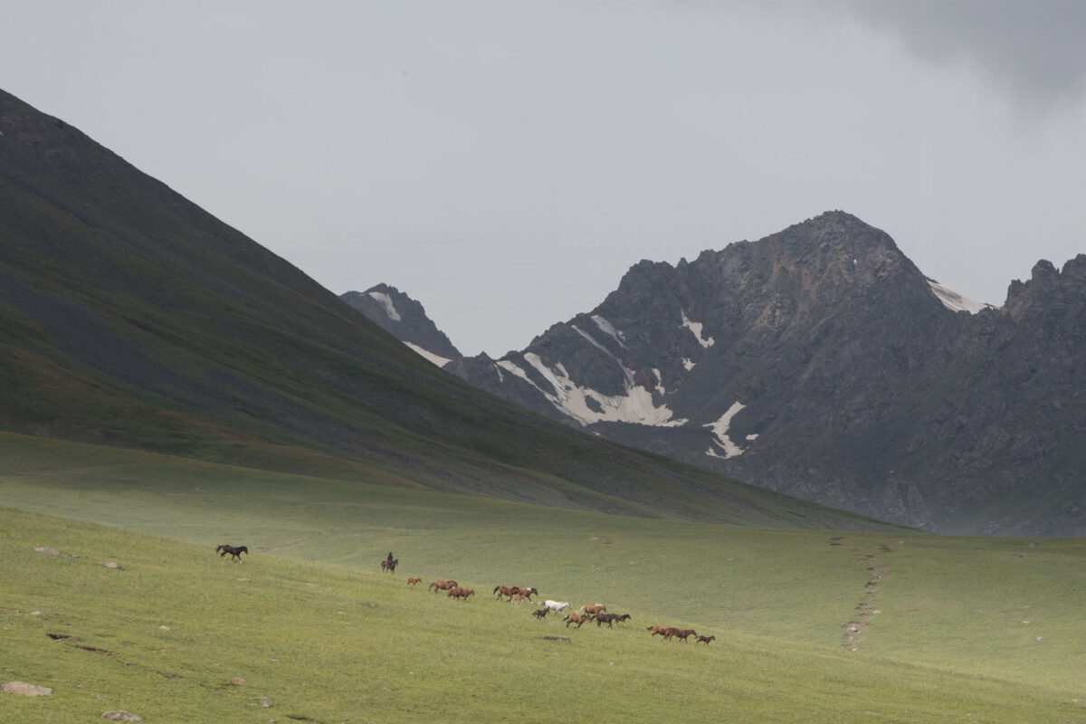 In the territory of the last snow leopards